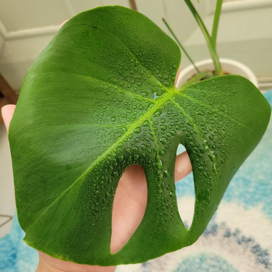 斑入りモンステラ　グリーンオングリーンデリシオーサ