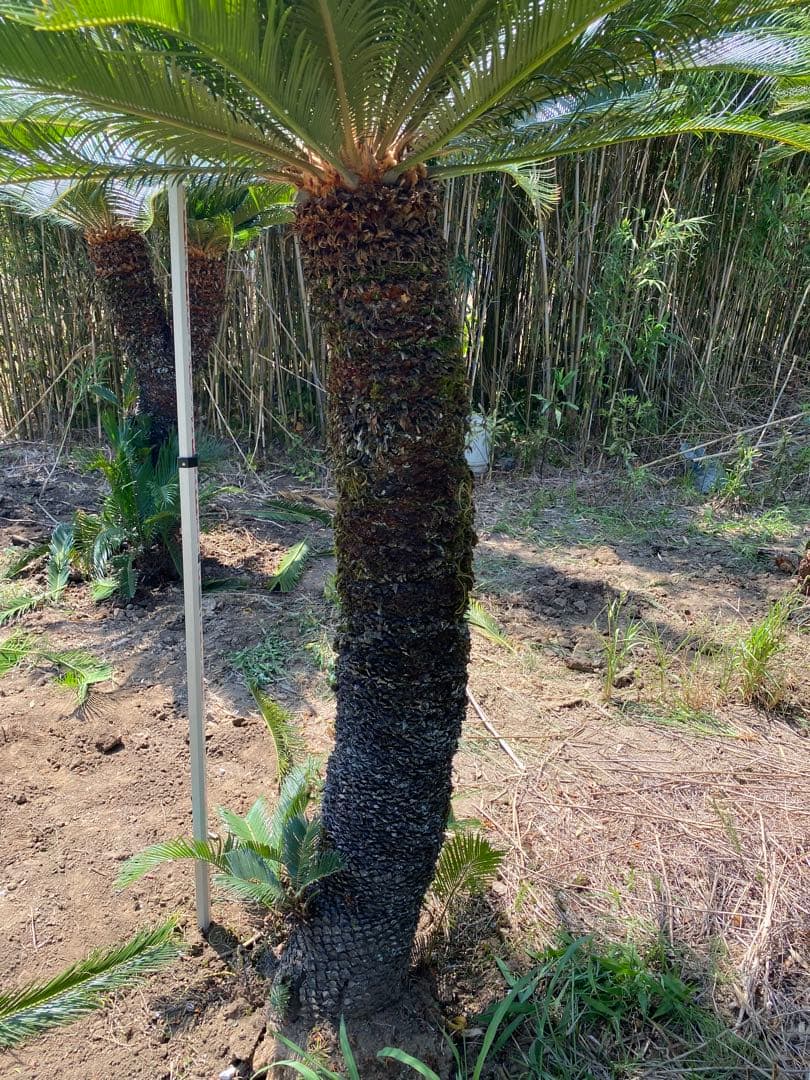 蘇轍　ソテツ　幹高1700引き取り限定