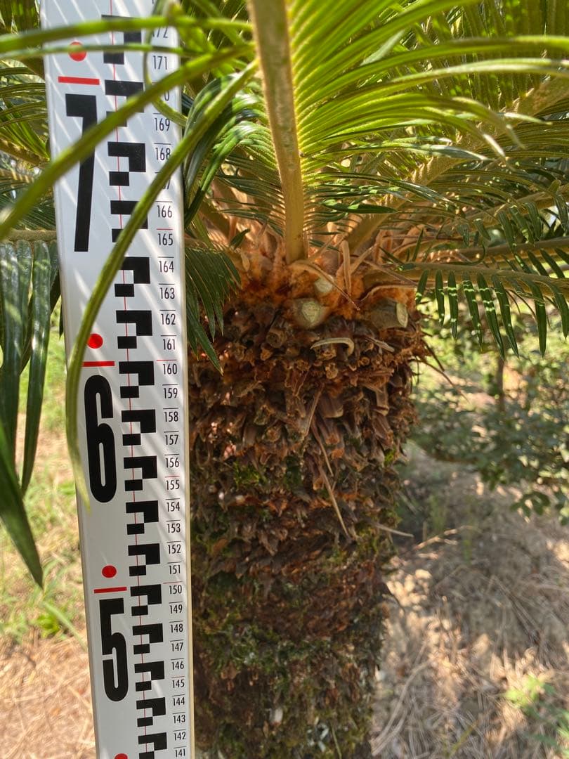 蘇轍　ソテツ　幹高1700引き取り限定