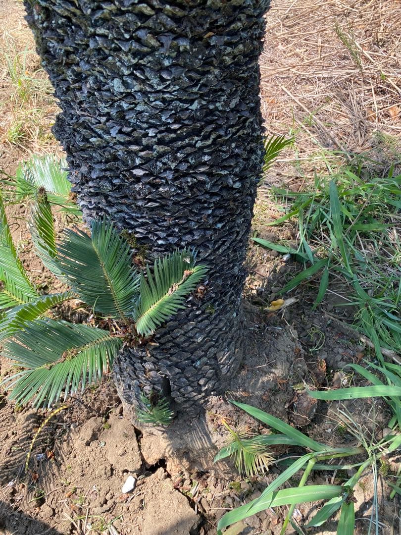 蘇轍　ソテツ　幹高1700引き取り限定