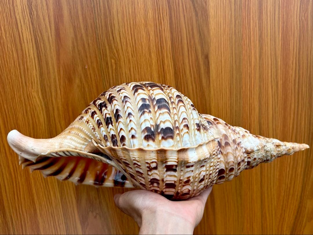 法螺貝　45.5cm 蓋付(直線42.3)