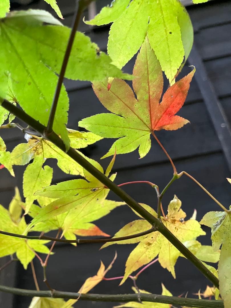 101 山採り　ヤマモミジ