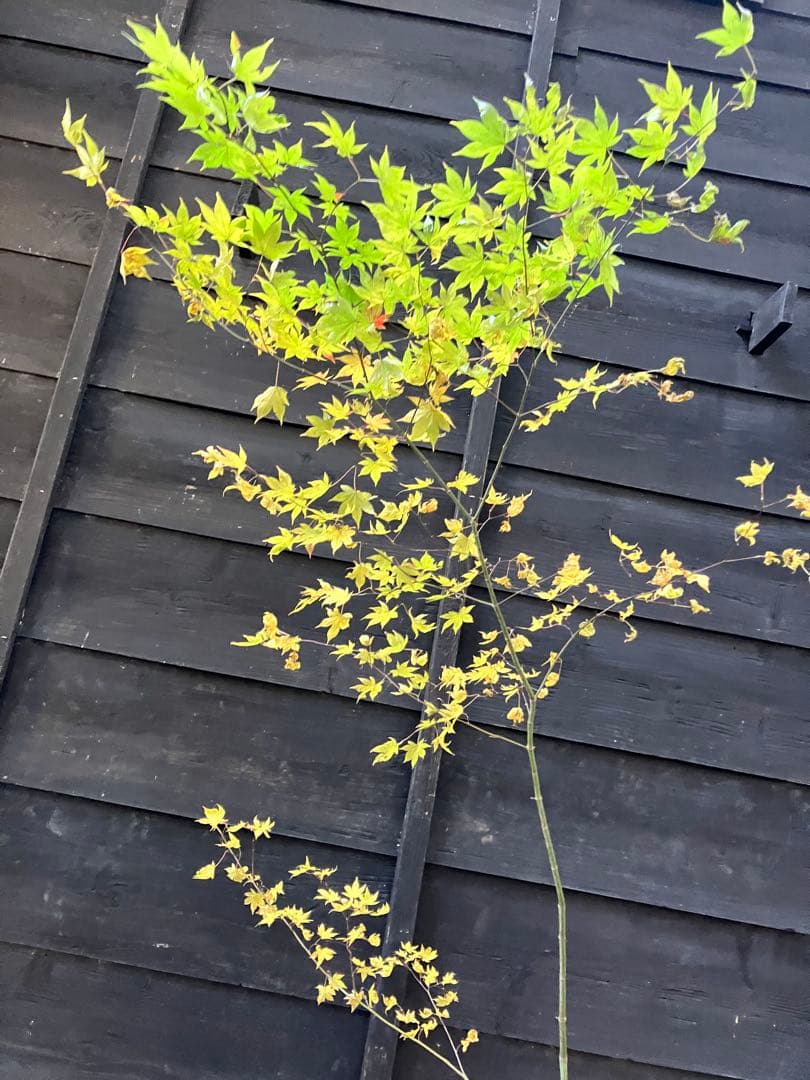 101 山採り　ヤマモミジ