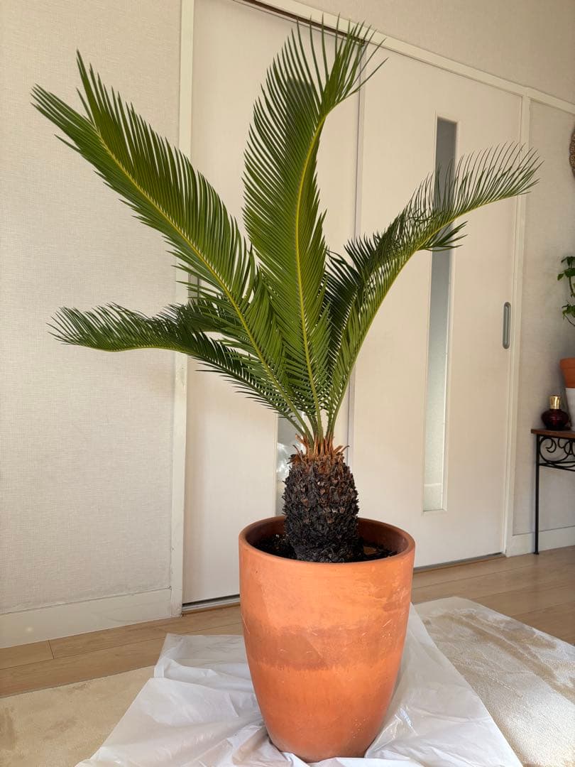 【美形】 蘇轍　ソテツ　　ドライガーデン