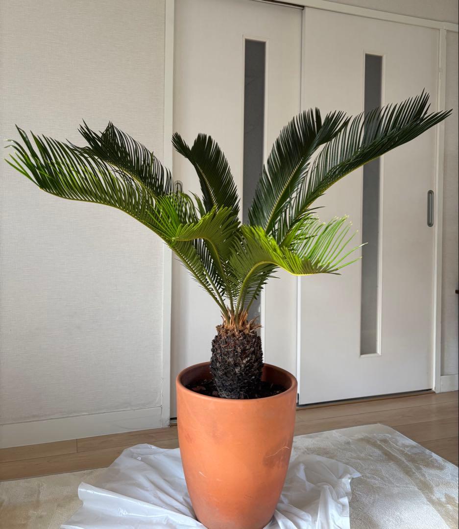 【美形】 蘇轍　ソテツ　　ドライガーデン