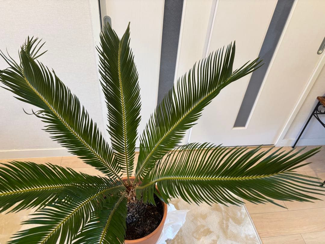 【美形】 蘇轍　ソテツ　　ドライガーデン