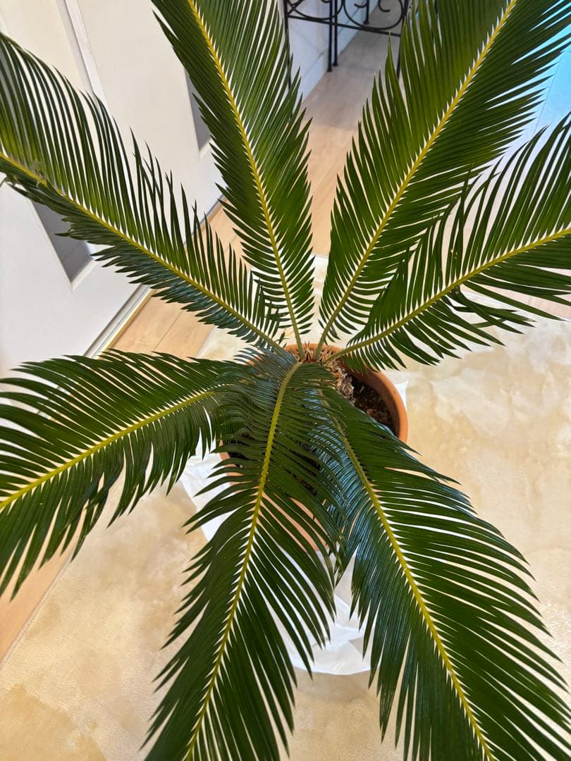 【美形】 蘇轍　ソテツ　　ドライガーデン