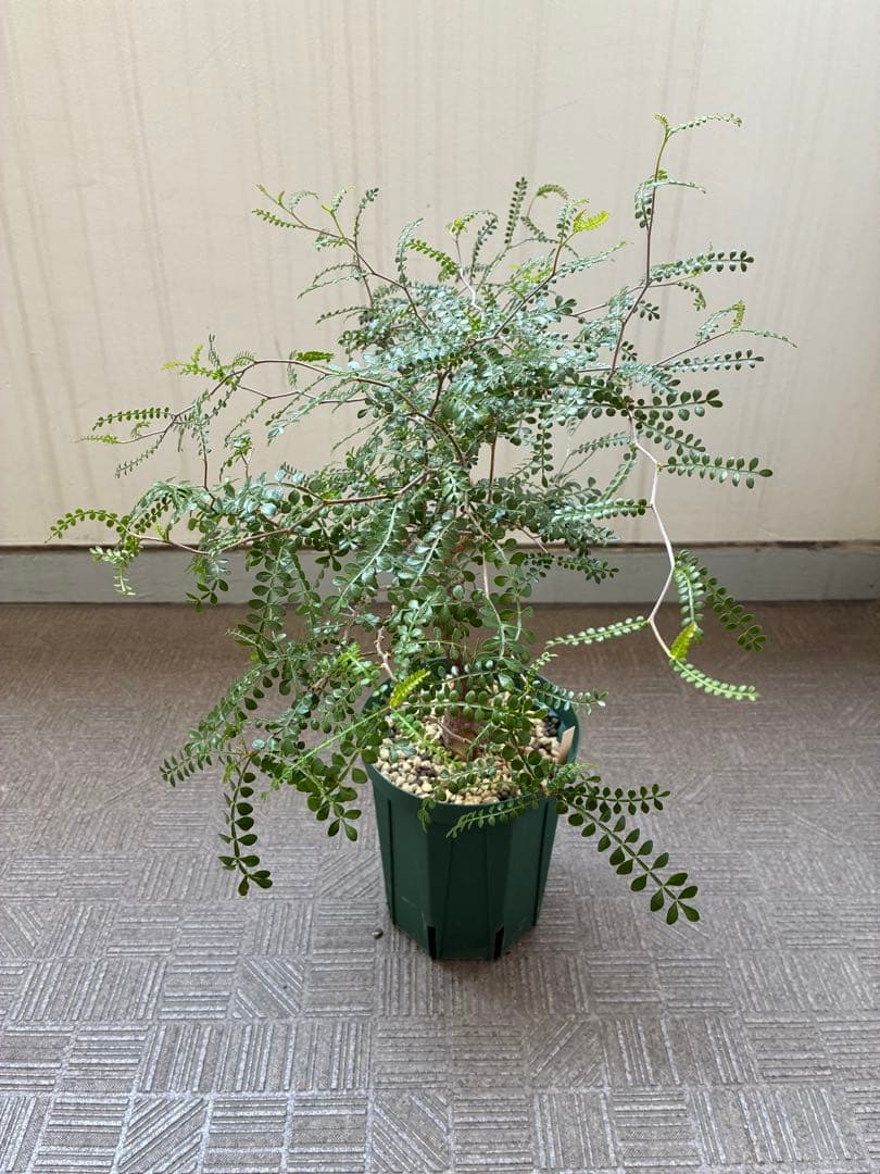 オペルクリカリア・パキプス／6号