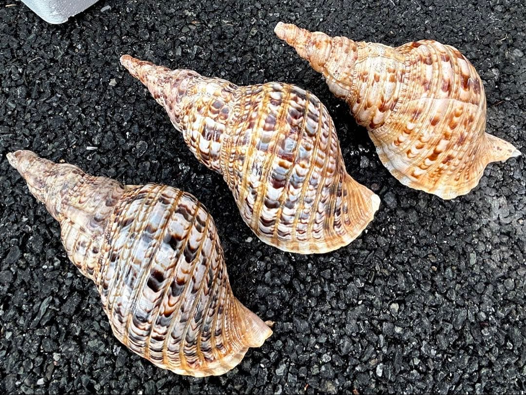 法螺貝　3個セット　32cm 32cm 30cm