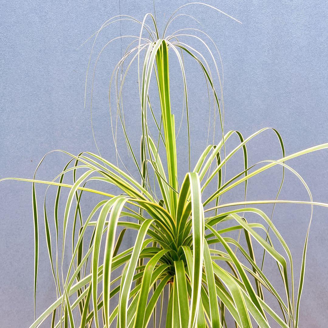 現品　トックリラン　ノリナ　斑入り　26番　トックリラン斑入り　観葉植物