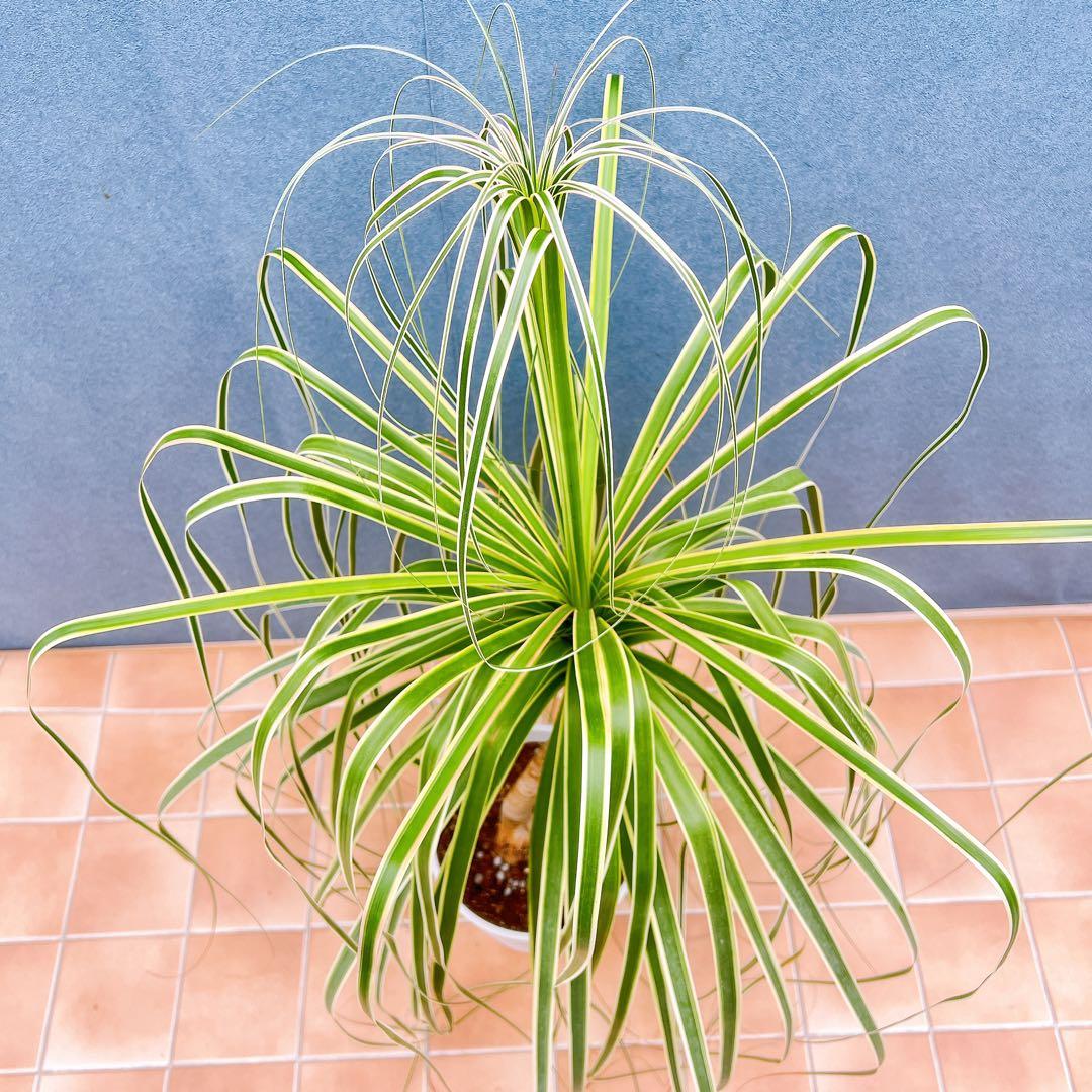 現品　トックリラン　ノリナ　斑入り　26番　トックリラン斑入り　観葉植物