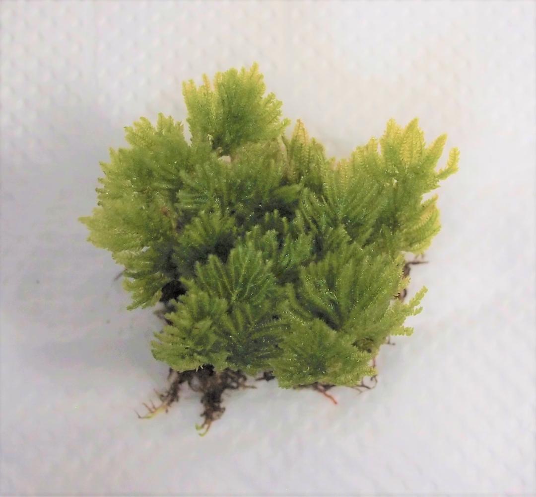 みちくさしてます商品