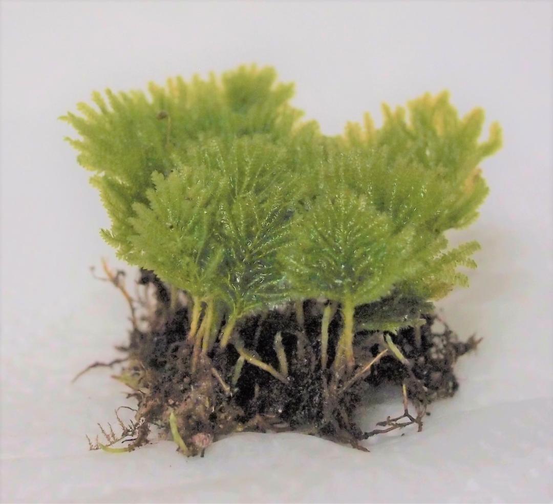 みちくさしてます商品