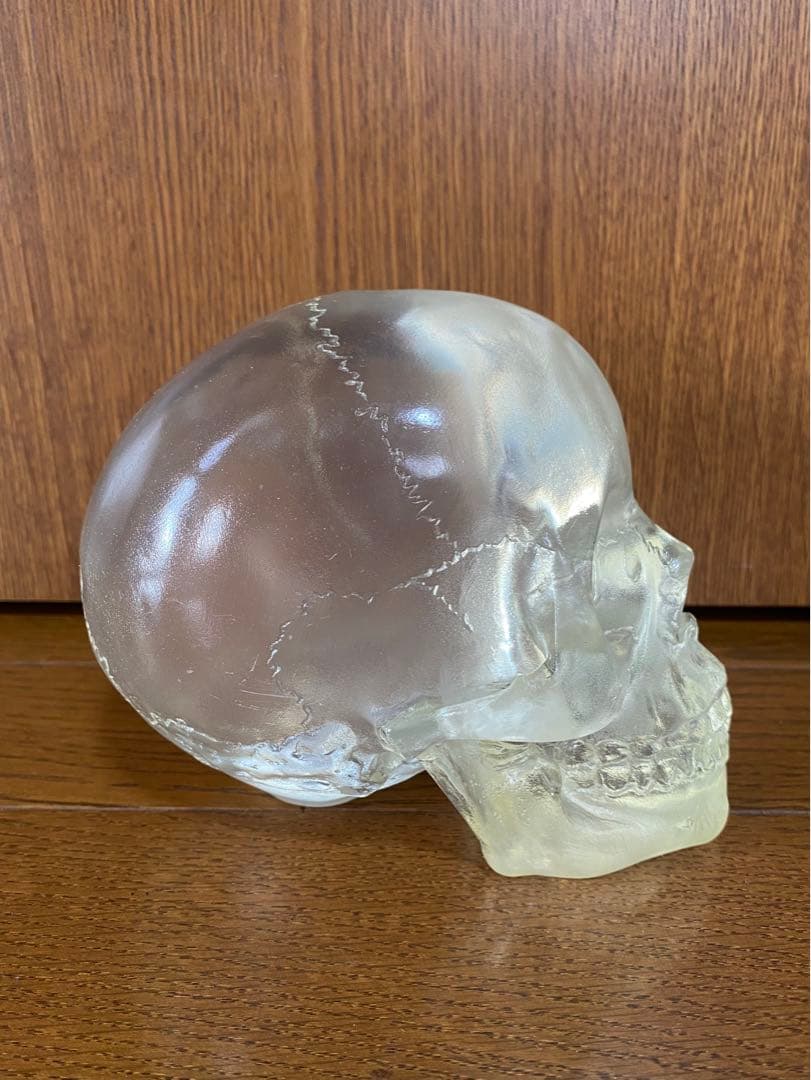 骸骨 スカル 頭蓋骨 ドクロ 髑髏 ガイコツ 置物 インディジョーンズ クリア