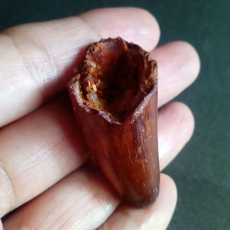 白亜紀　大型ワニ形類　エロスクス　極美麗