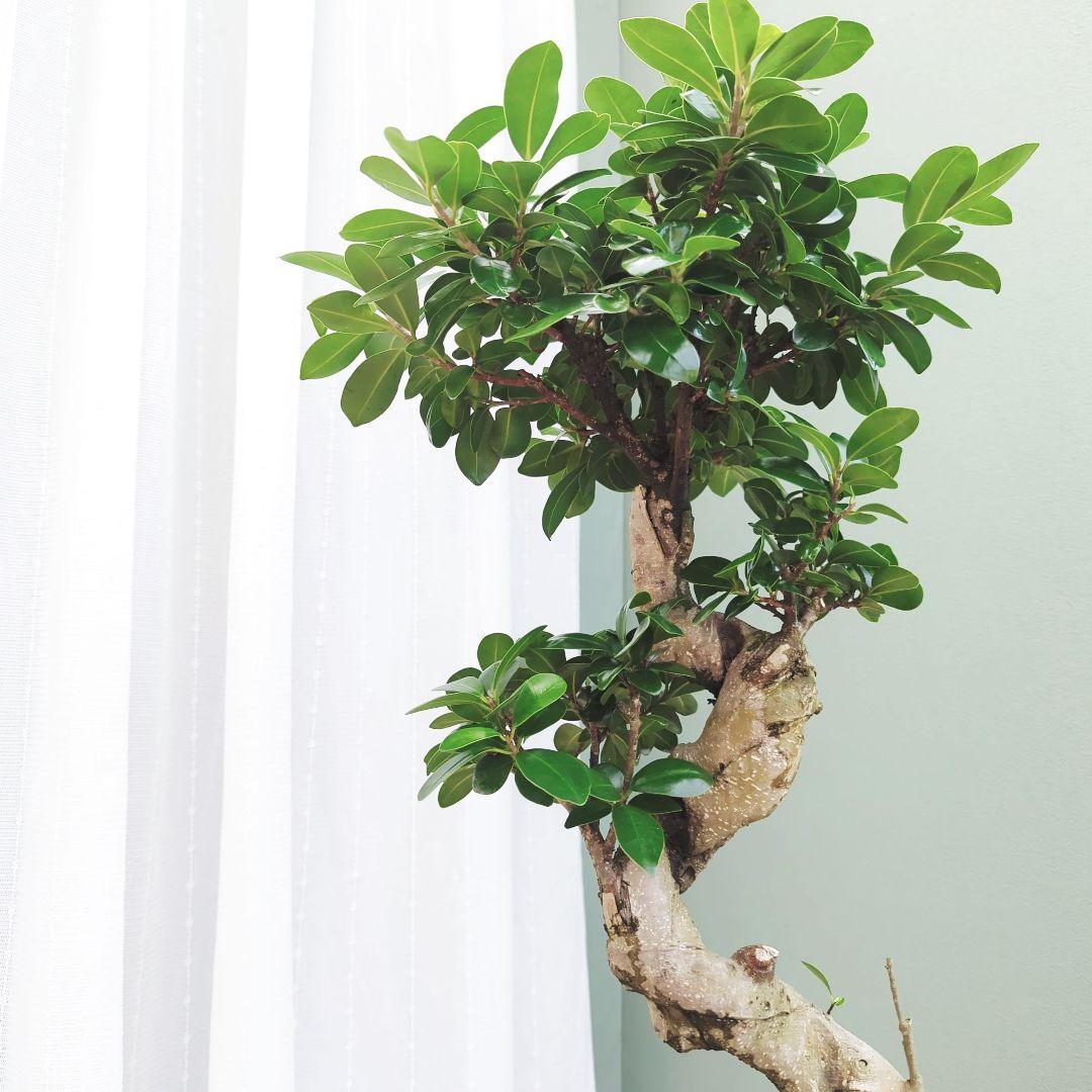 ガジュマル曲がり (現品)昇り龍 曲線 ギフト ７ 陶器 白ポット