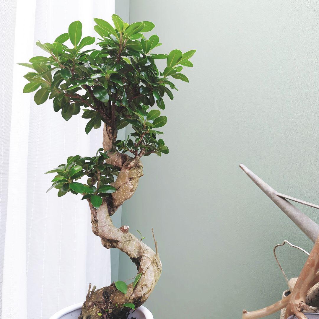 ガジュマル曲がり (現品)昇り龍 曲線 ギフト ７ 陶器 白ポット