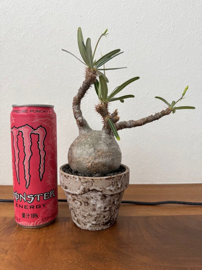 最終値下げ　パキポディウムグラキリス　現地球　真ん丸ボディ