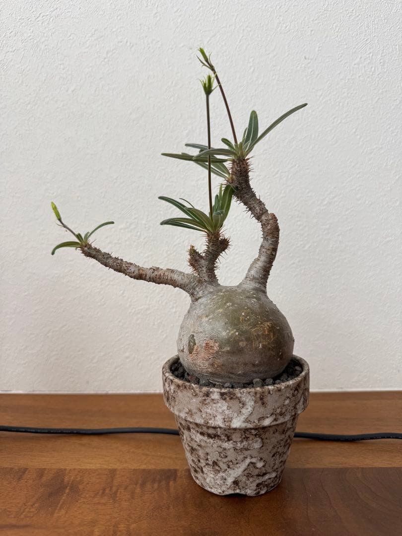 最終値下げ　パキポディウムグラキリス　現地球　真ん丸ボディ