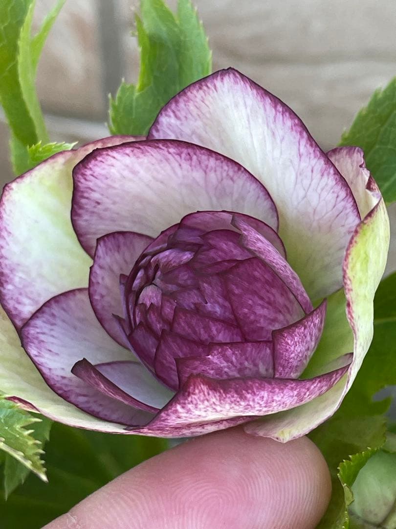 【野田園芸】2/5写真追加　dd クリスマスローズ　苗　No.①