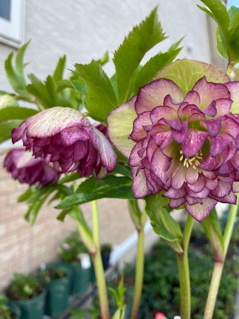 【野田園芸】2/5写真追加　dd クリスマスローズ　苗　No.①