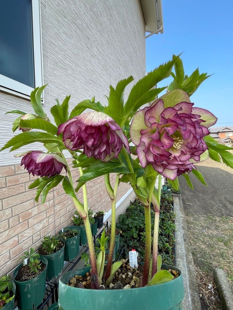 【野田園芸】2/5写真追加　dd クリスマスローズ　苗　No.①