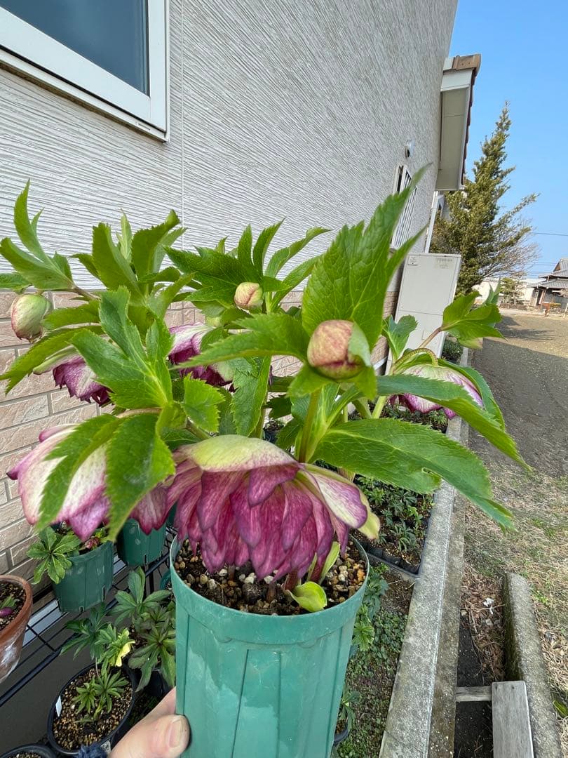 【野田園芸】2/5写真追加　dd クリスマスローズ　苗　No.①