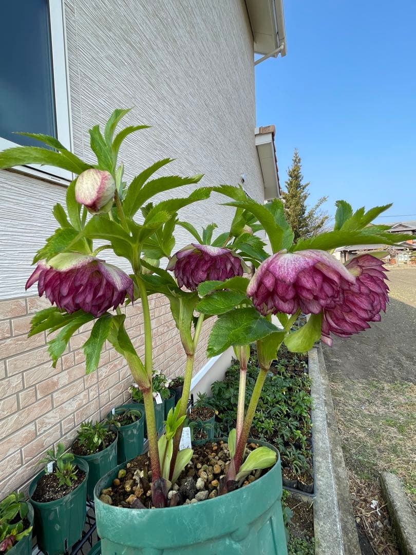 【野田園芸】2/5写真追加　dd クリスマスローズ　苗　No.①