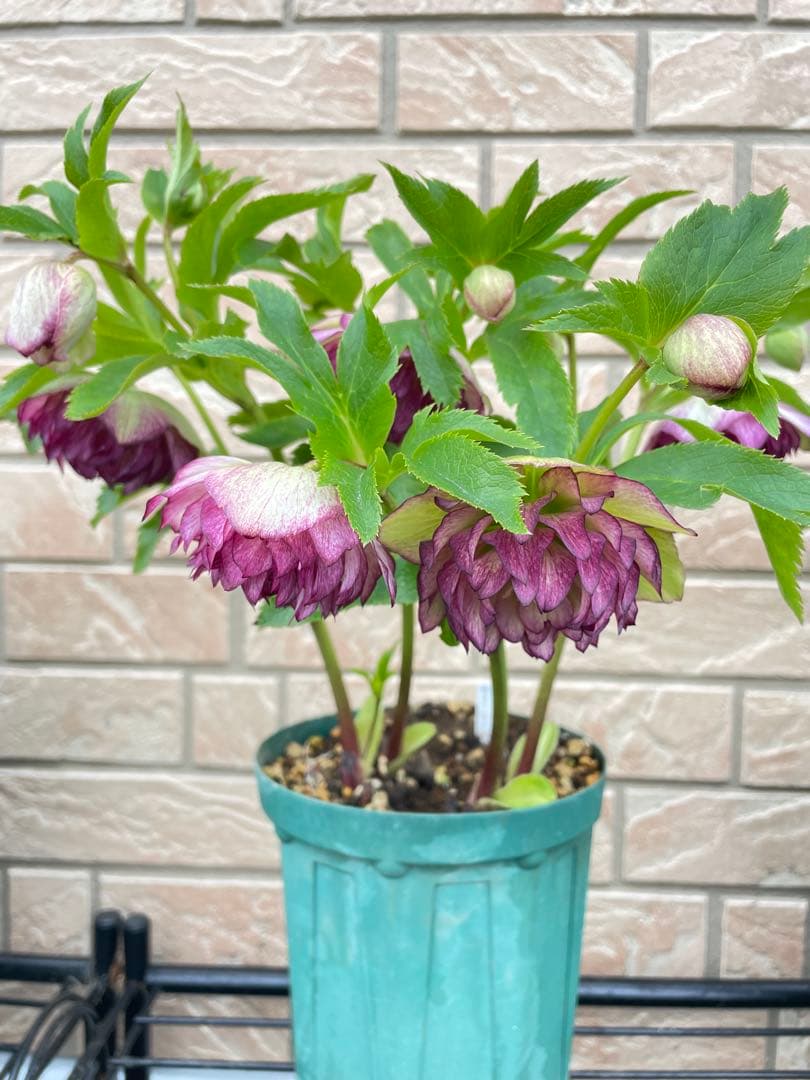 【野田園芸】2/5写真追加　dd クリスマスローズ　苗　No.①