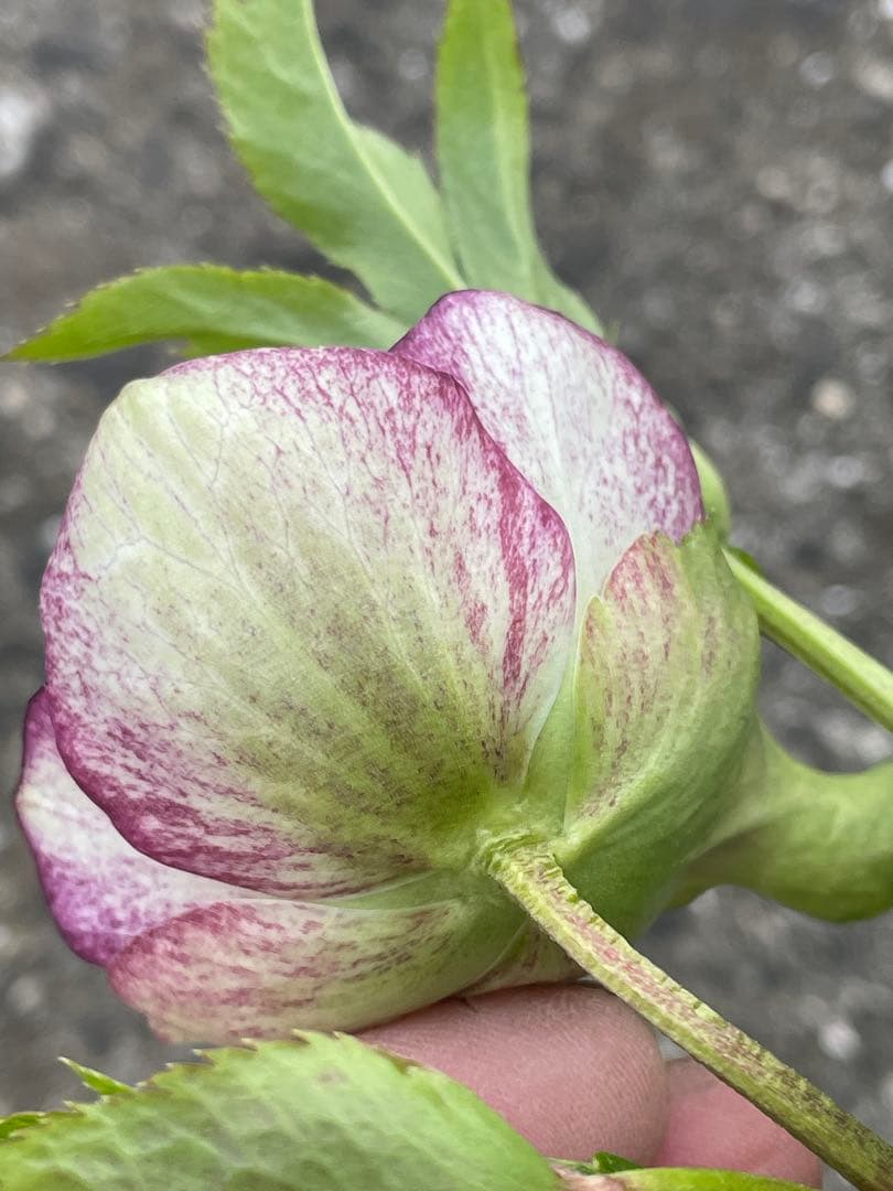 【野田園芸】2/5写真追加　dd クリスマスローズ　苗　No.①