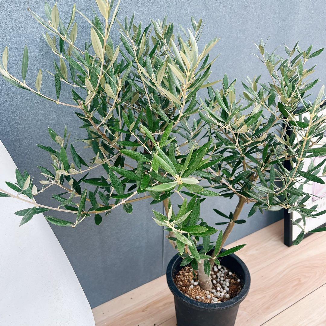 ［現品］37番　創樹　オリーブ　ピクアル　7号　大型　屋外　オリーブの木　人気