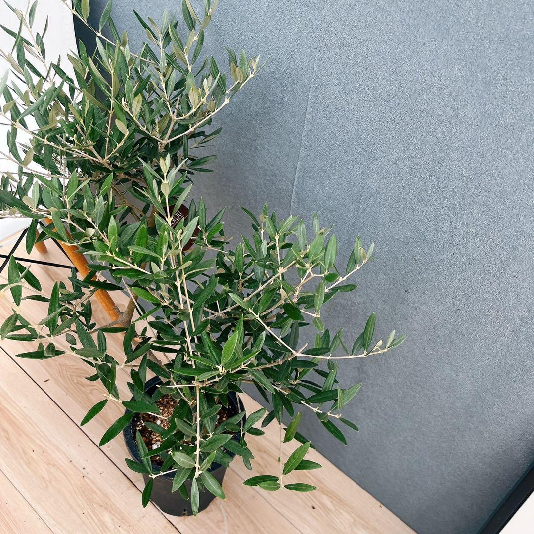 ［現品］37番　創樹　オリーブ　ピクアル　7号　大型　屋外　オリーブの木　人気