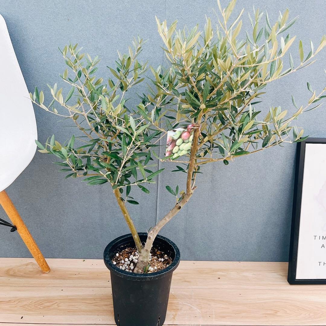［現品］37番　創樹　オリーブ　ピクアル　7号　大型　屋外　オリーブの木　人気