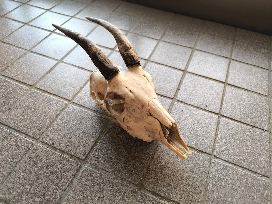 カモシカの頭蓋骨