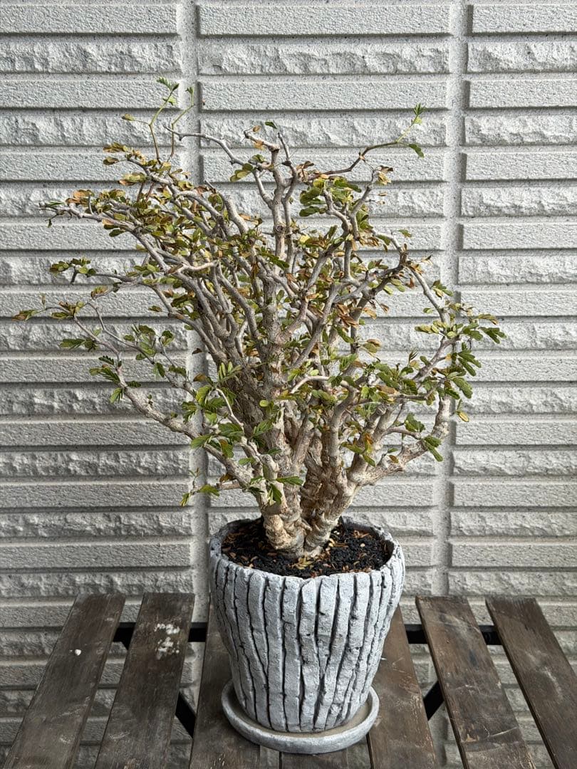 大きめセンナメリディオナリス