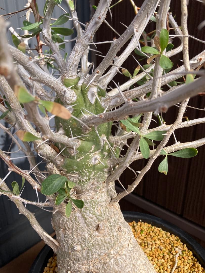 大型株 菊鉢８号 フォークイエリア コルムナリス 観峰玉 現地球