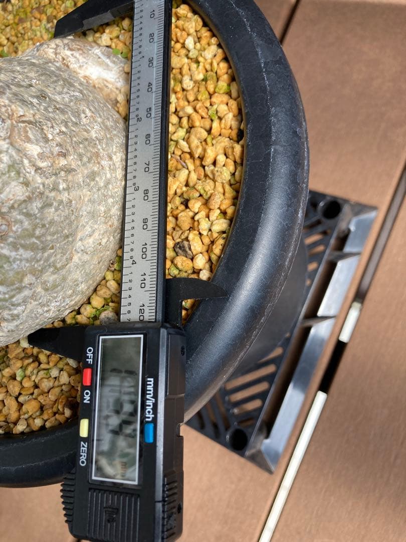 大型株 菊鉢８号 フォークイエリア コルムナリス 観峰玉 現地球