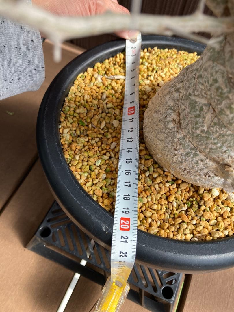 大型株 菊鉢８号 フォークイエリア コルムナリス 観峰玉 現地球