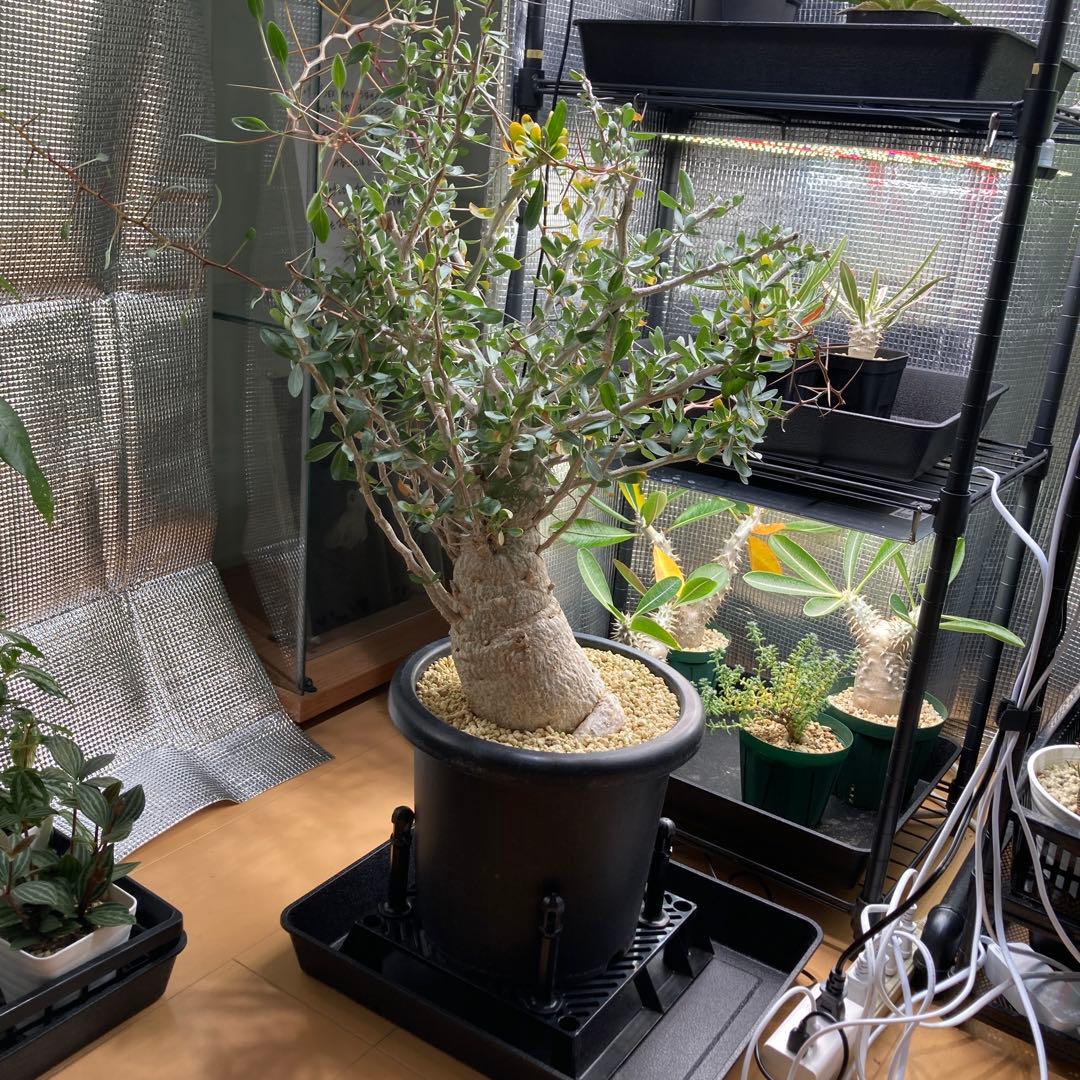 大型株 菊鉢８号 フォークイエリア コルムナリス 観峰玉 現地球