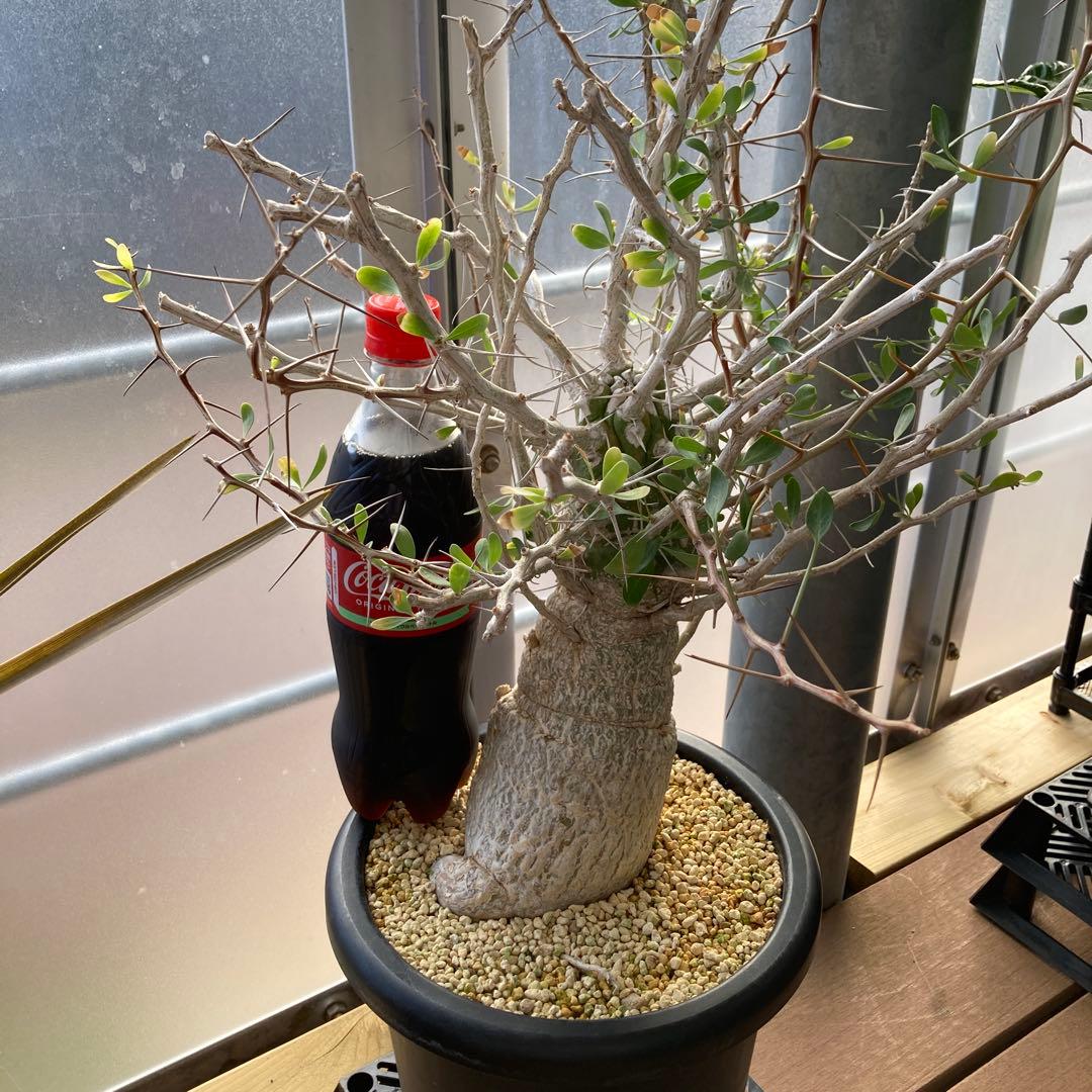 大型株 菊鉢８号 フォークイエリア コルムナリス 観峰玉 現地球