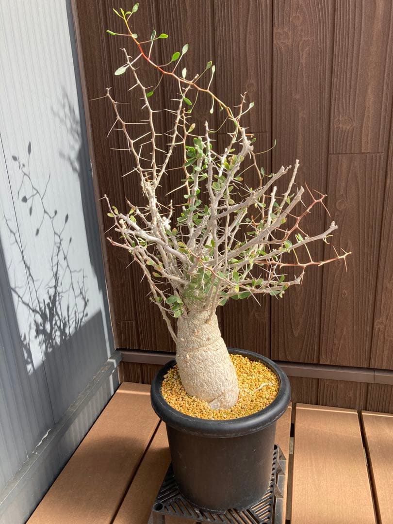 大型株 菊鉢８号 フォークイエリア コルムナリス 観峰玉 現地球