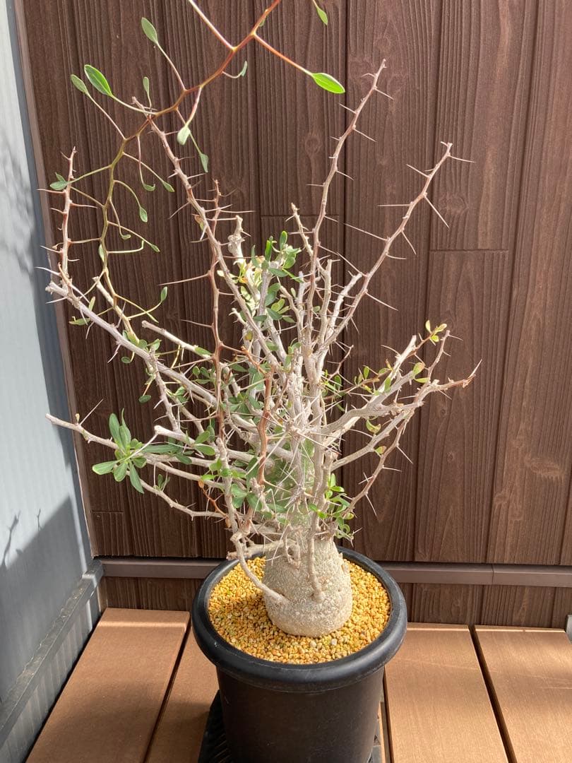 大型株 菊鉢８号 フォークイエリア コルムナリス 観峰玉 現地球