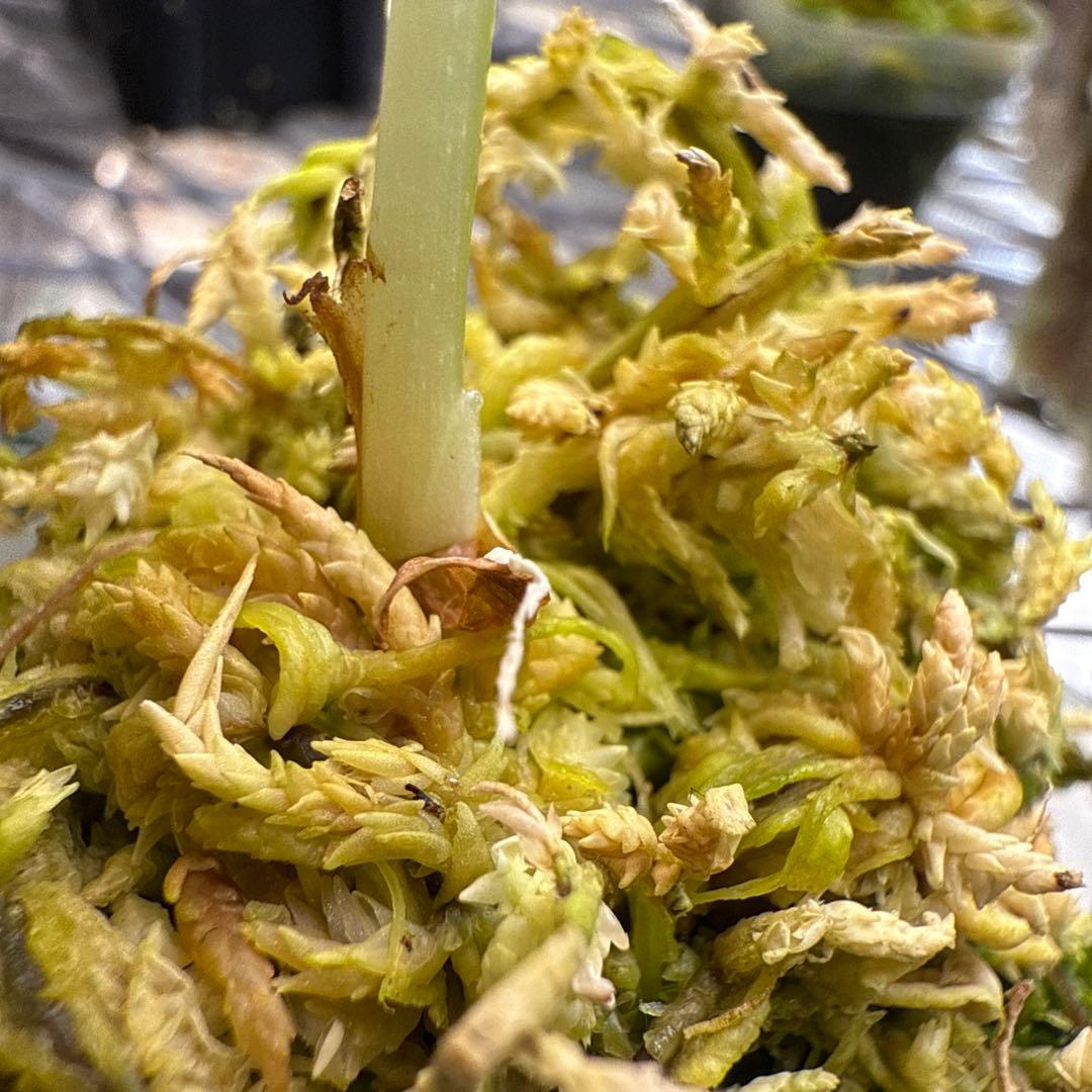 (*@様 選抜株 アロカシア ワトソニアナピンク