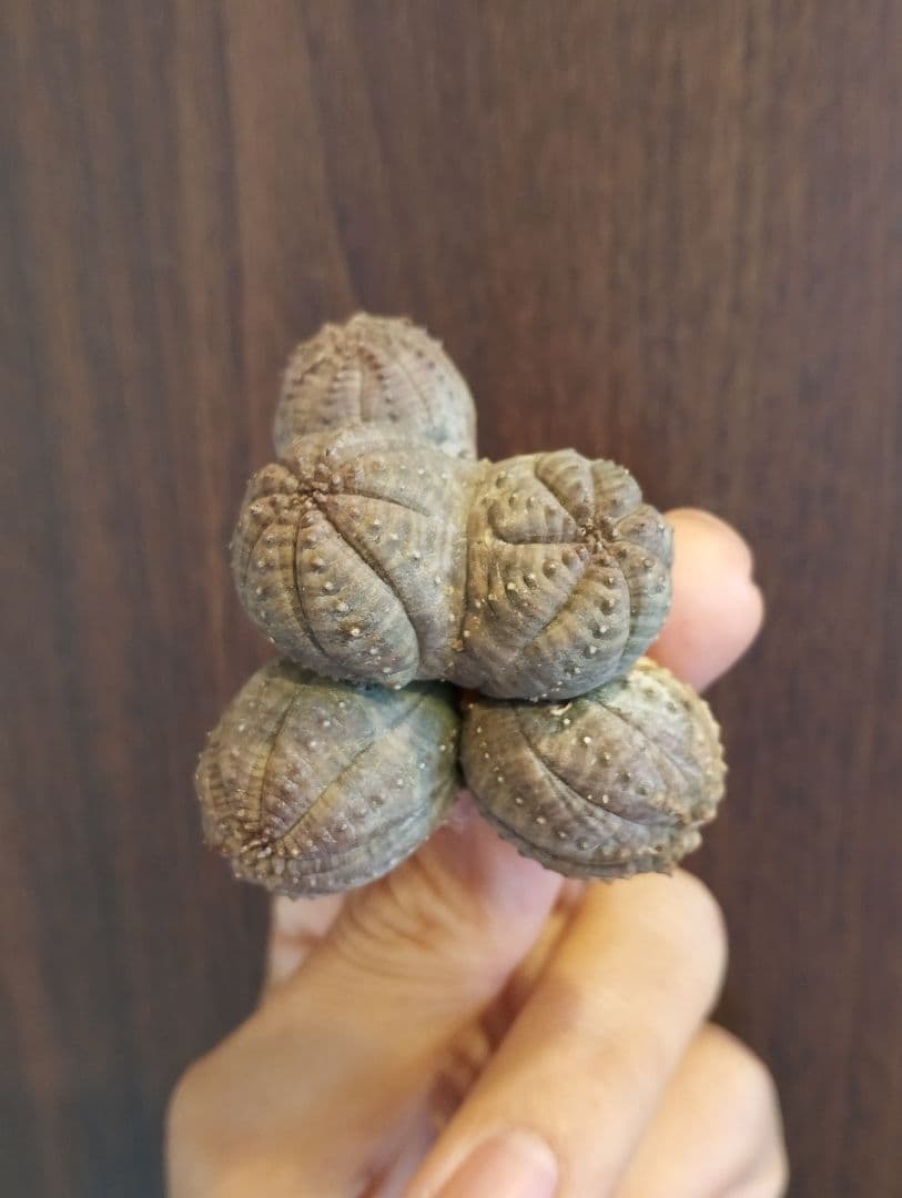 希少 ユーフォルビア オベサ 多頭 ダブルベッド