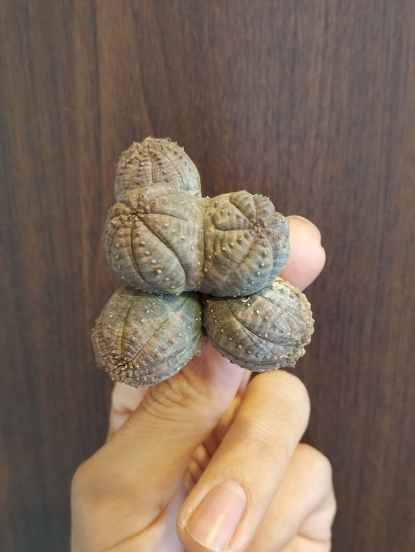 希少 ユーフォルビア オベサ 多頭 ダブルベッド