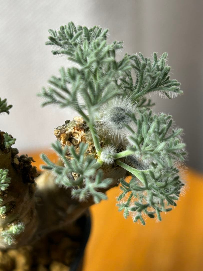 良型発根2サルコカウロン ムルチフィズム モンソニア ムルチフィダペラルゴニウム