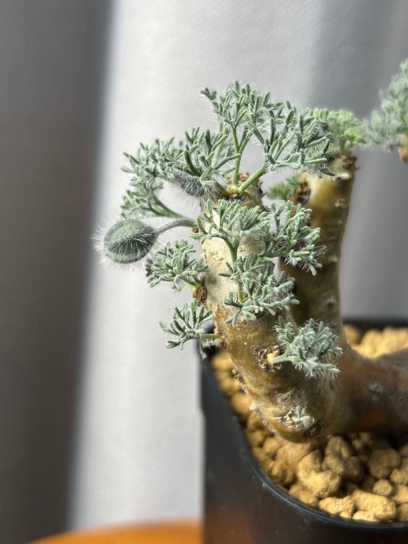 良型発根2サルコカウロン ムルチフィズム モンソニア ムルチフィダペラルゴニウム