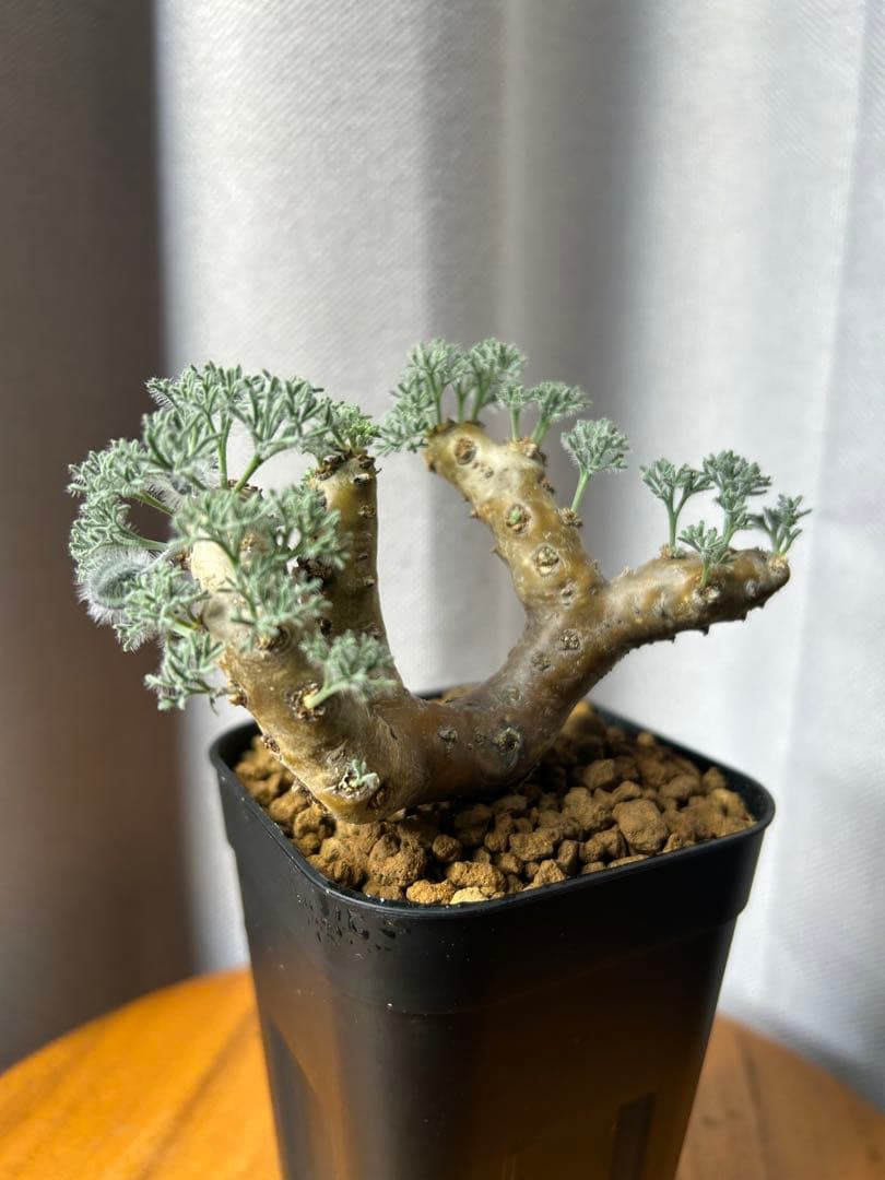 良型発根2サルコカウロン ムルチフィズム モンソニア ムルチフィダペラルゴニウム