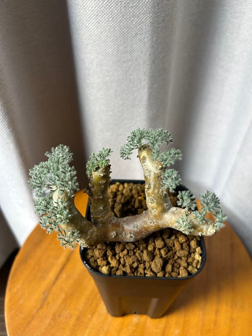 良型発根2サルコカウロン ムルチフィズム モンソニア ムルチフィダペラルゴニウム