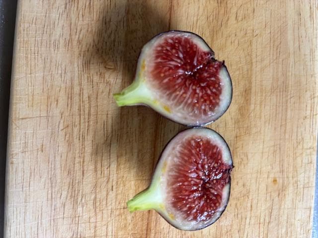 イチジクの剪定枝　 挿し木　接木　穂木